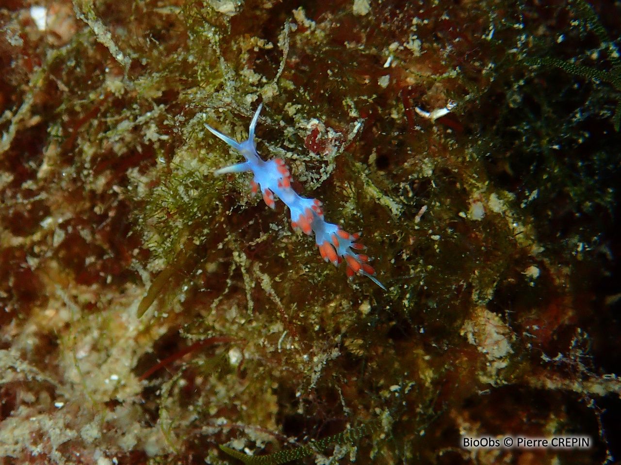 Calmella - Calmella cavolini - Pierre CREPIN - BioObs