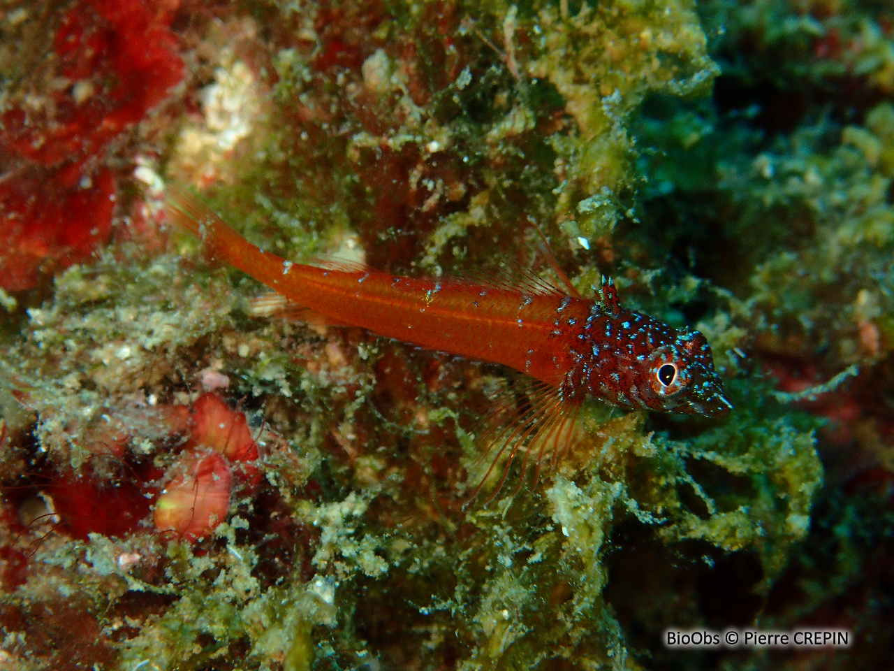 Triptérygion nain - Tripterygion melanurum - Pierre CREPIN - BioObs