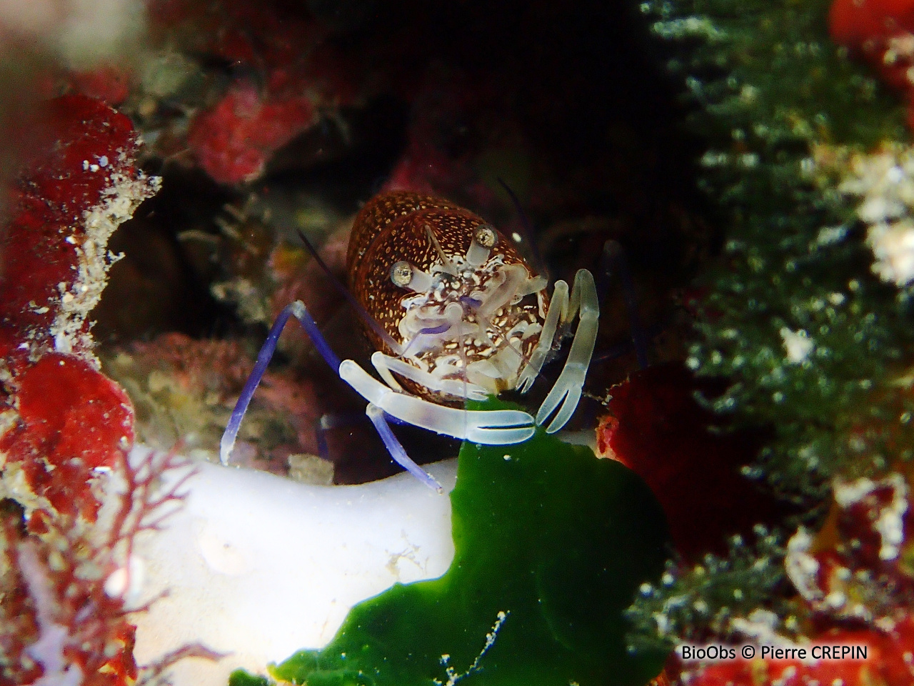 Crevette drimo - Gnathophyllum elegans - Pierre CREPIN - BioObs