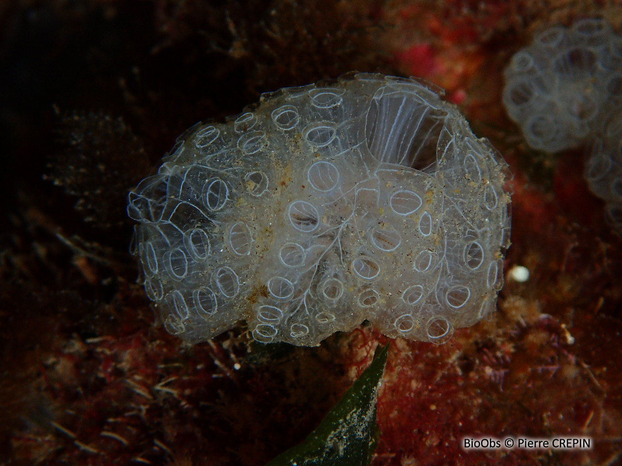 Botrylle cristallin - Botrylloides crystallinus - Pierre CREPIN - BioObs