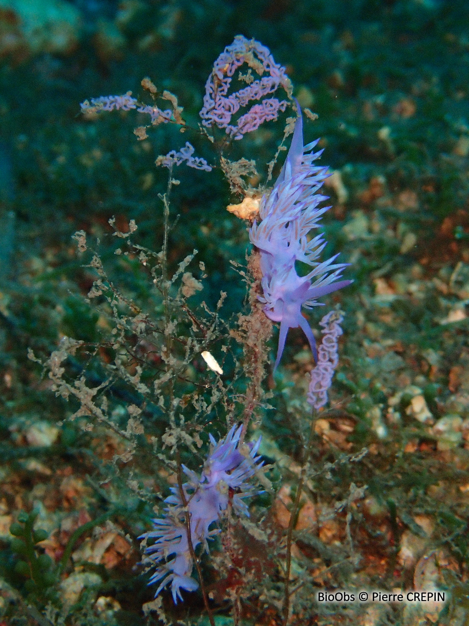 Flabelline mauve ponte - Flabellina - Pierre CREPIN - BioObs