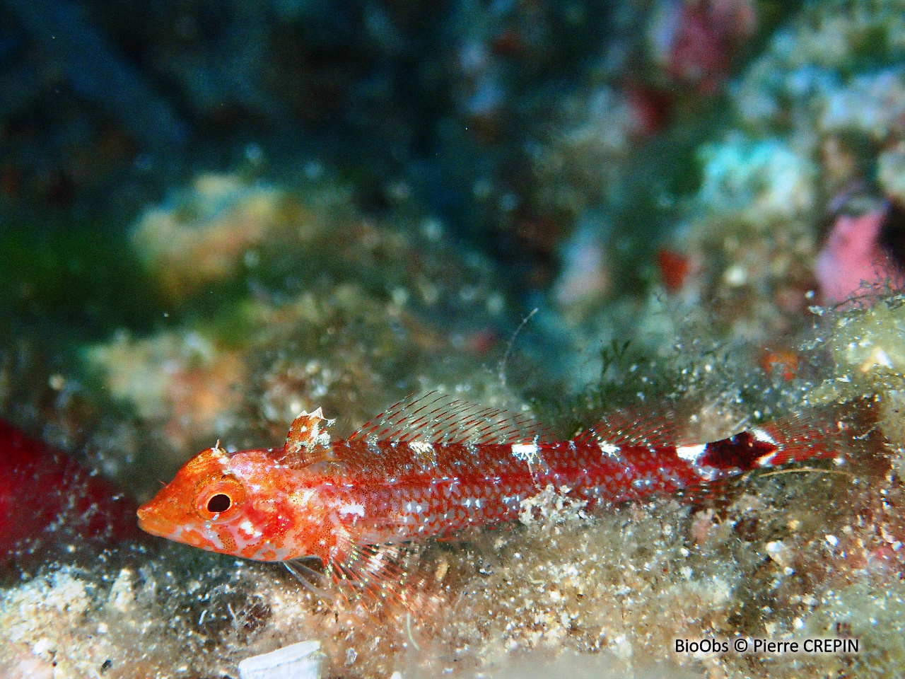 Triptérygion jaune - Tripterygion delaisi - Pierre CREPIN - BioObs