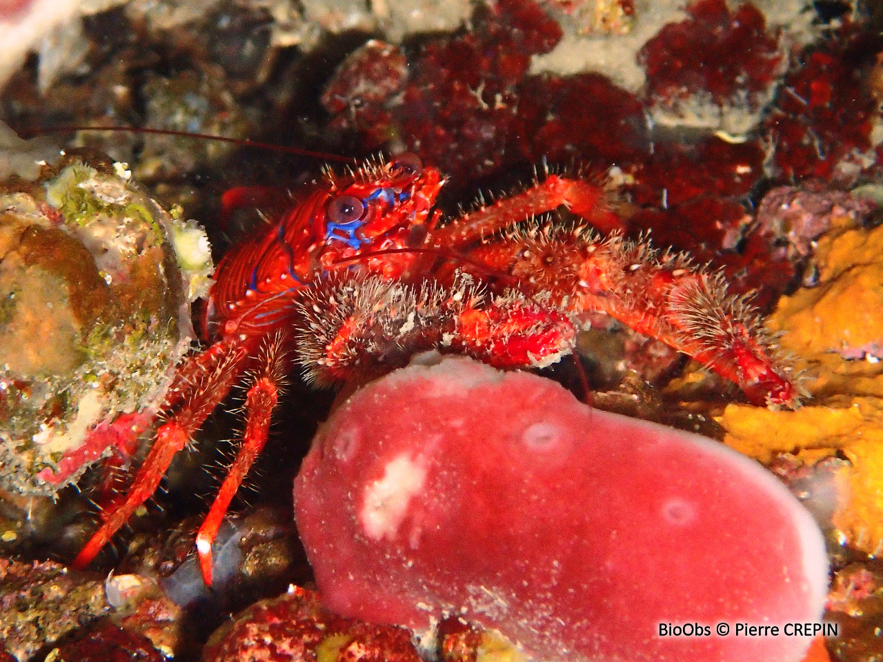 Galathée bicolore - Galathea strigosa - Pierre CREPIN - BioObs