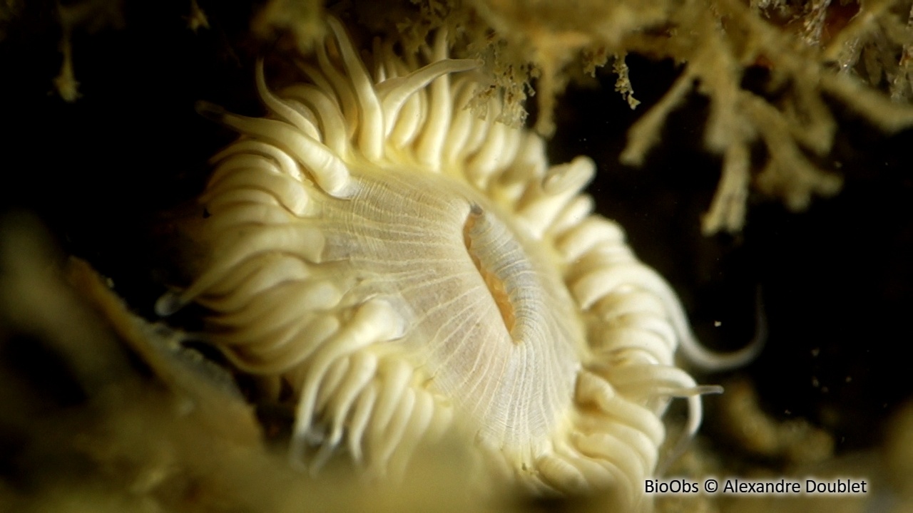 Sagartie élégante - Cylista elegans - Alexandre Doublet - BioObs