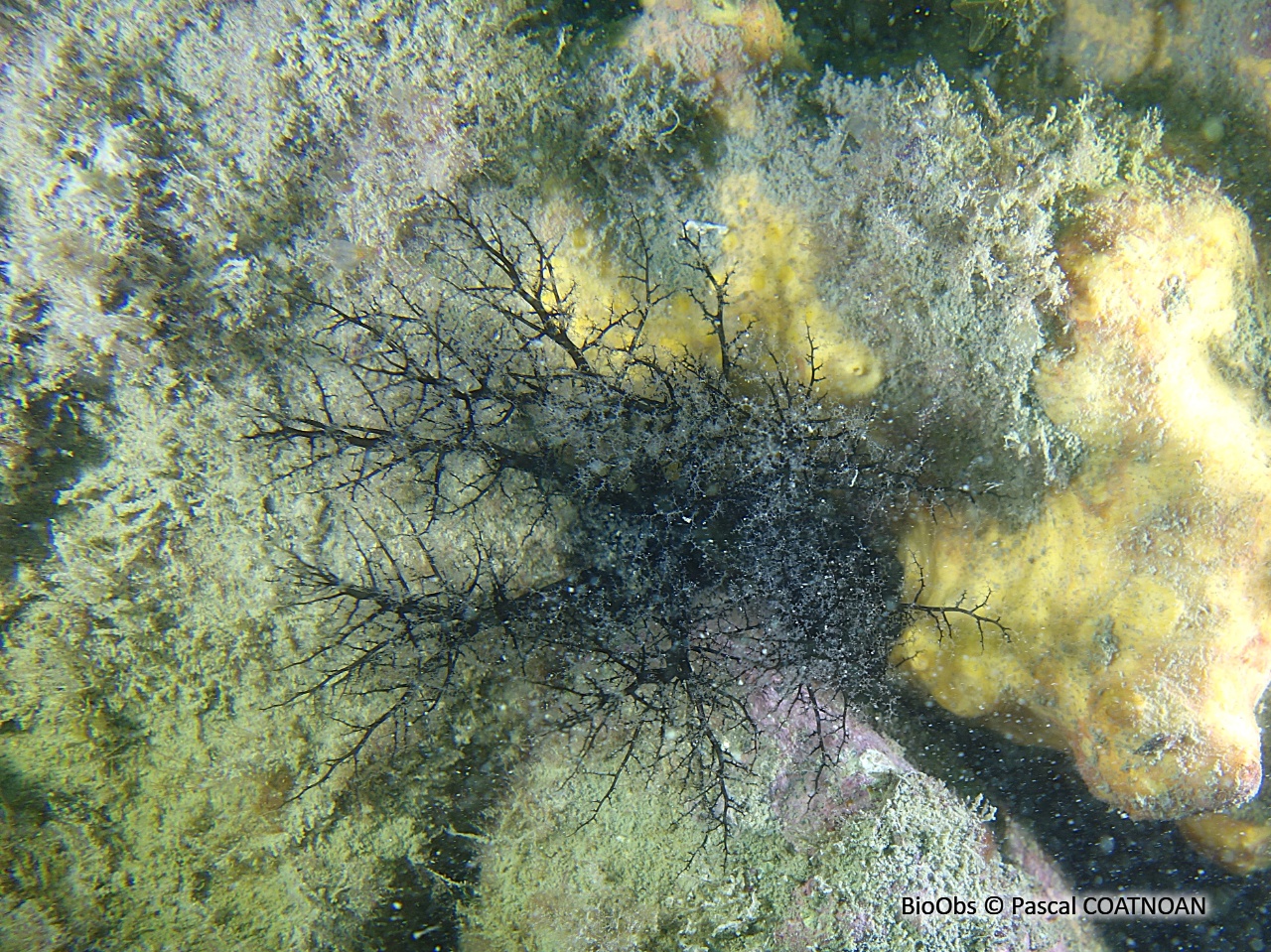 Lèche-doigts de Lefèvre - Aslia lefevrei - Pascal COATNOAN - BioObs