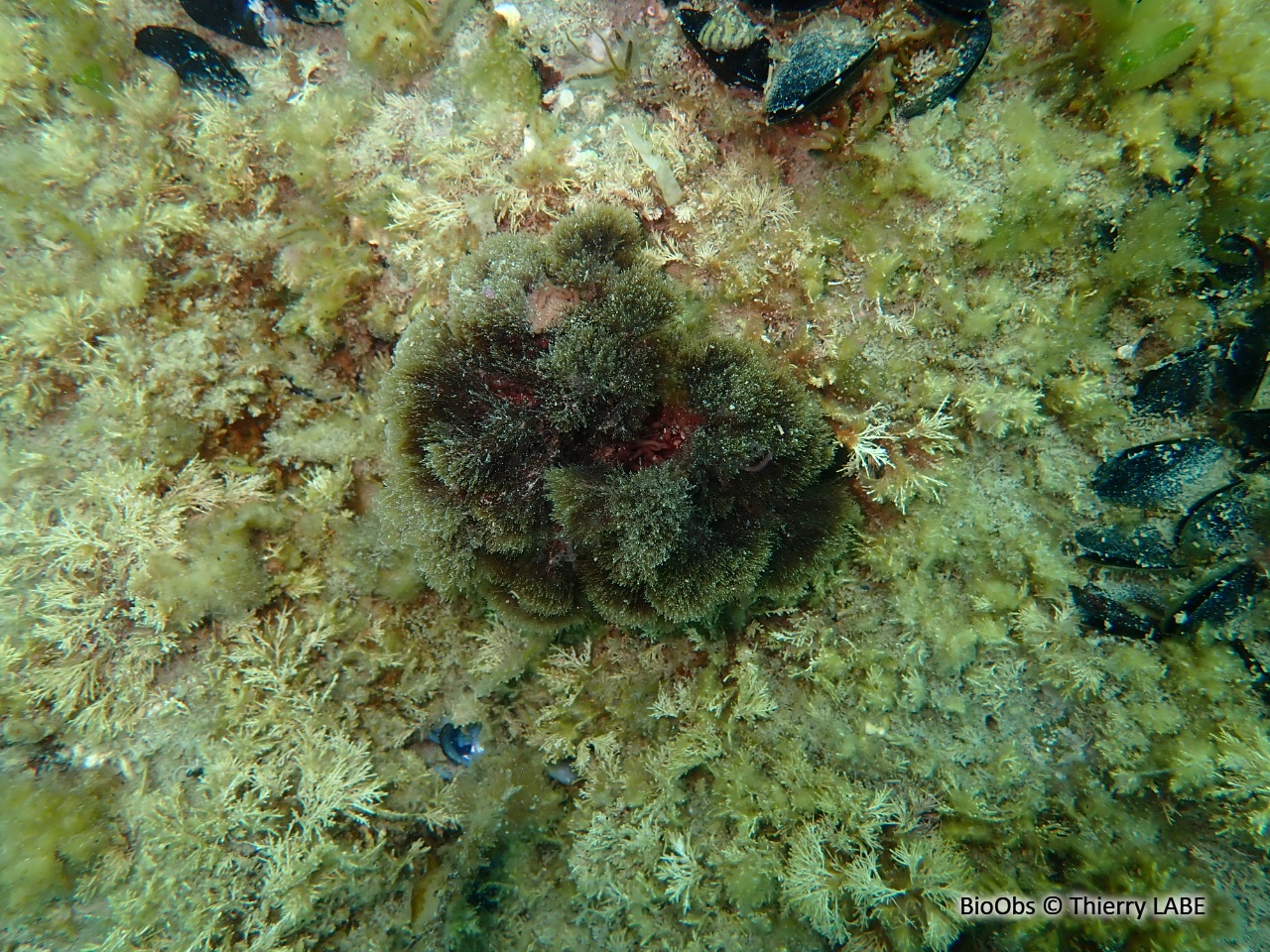 Algue balai - Halopteris scoparia - Thierry LABE - BioObs