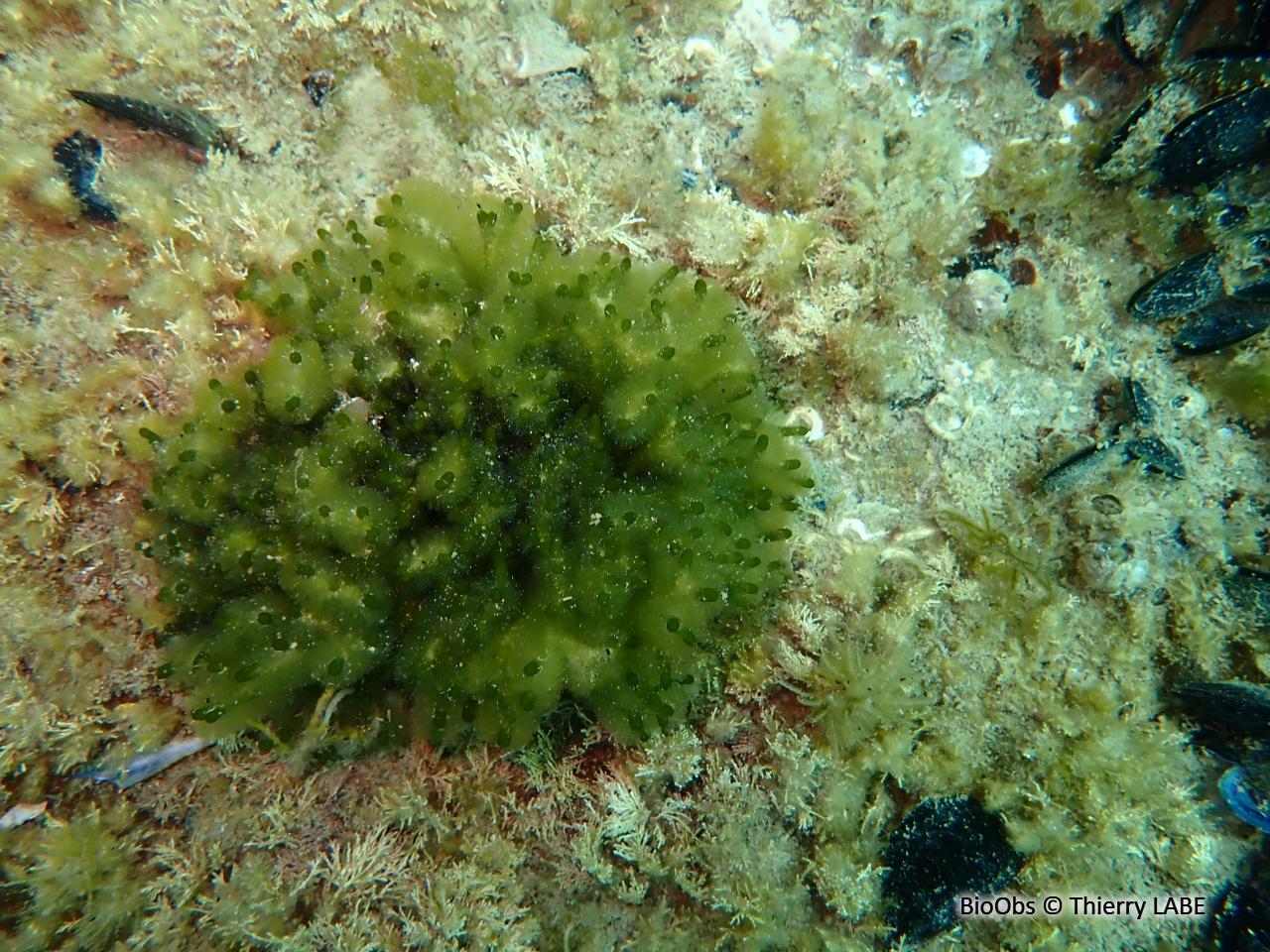 Codiums branchus (famille) - Codium - Thierry LABE - BioObs