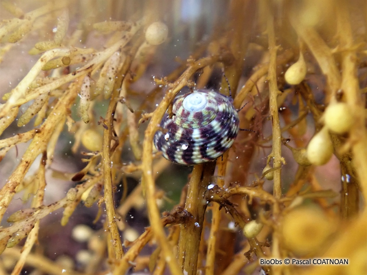 Gibbule ombiliquée - Steromphala umbilicalis - Pascal COATNOAN - BioObs