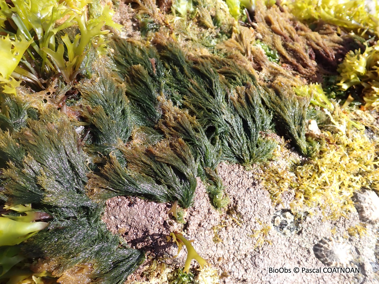Bryopsis plumeux - Bryopsis plumosa - Pascal COATNOAN - BioObs