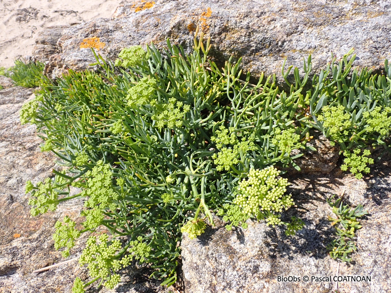 Criste marine - Crithmum maritimum - Pascal COATNOAN - BioObs
