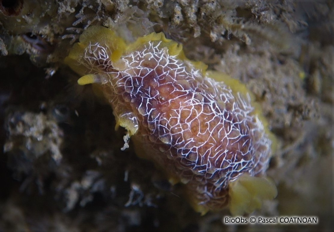 Doris aréolée d'Atlantique - Doriopsilla sp1 - Pascal COATNOAN - BioObs