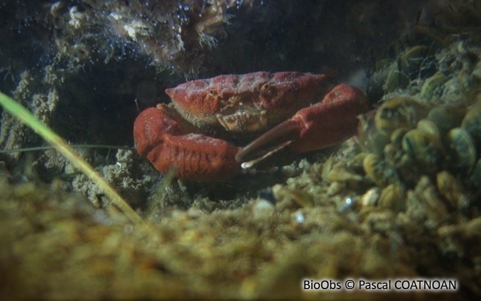 Crabe de pierre - Xantho hydrophilus - Pascal COATNOAN - BioObs