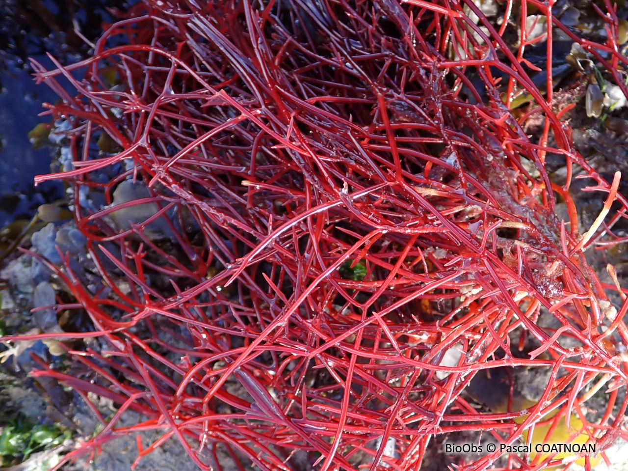 Cordes de Solier - Solieria chordalis - Pascal COATNOAN - BioObs