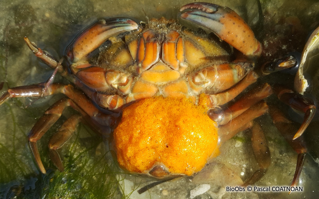 Crabe vert - Carcinus maenas - Pascal COATNOAN - BioObs