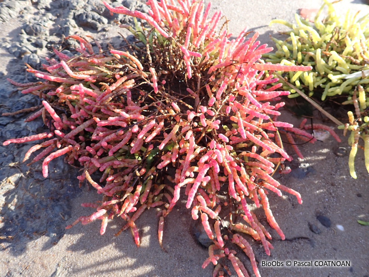 Salicorne - Salicornia spp. - Pascal COATNOAN - BioObs