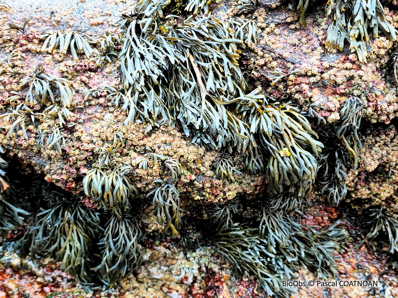 Pelvetie - Pelvetia canaliculata - Pascal COATNOAN - BioObs