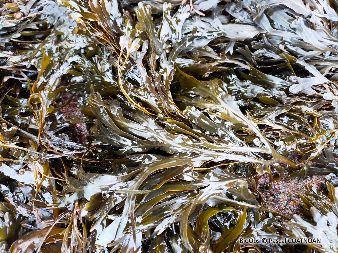 Fucus spiralé - Fucus spiralis - Pascal COATNOAN - BioObs