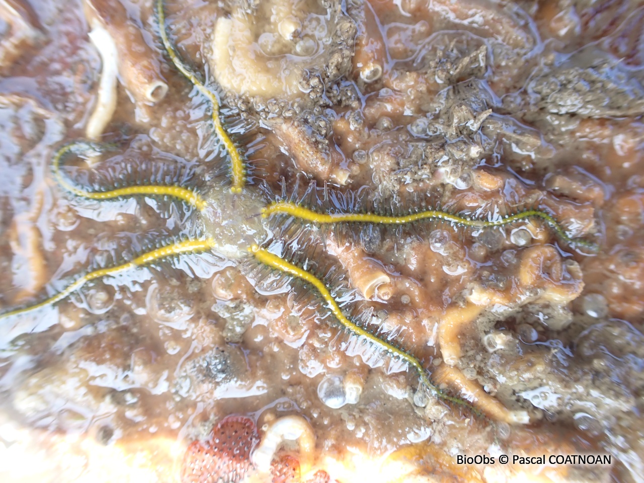 Ophiure fragile - Ophiothrix fragilis - Pascal COATNOAN - BioObs