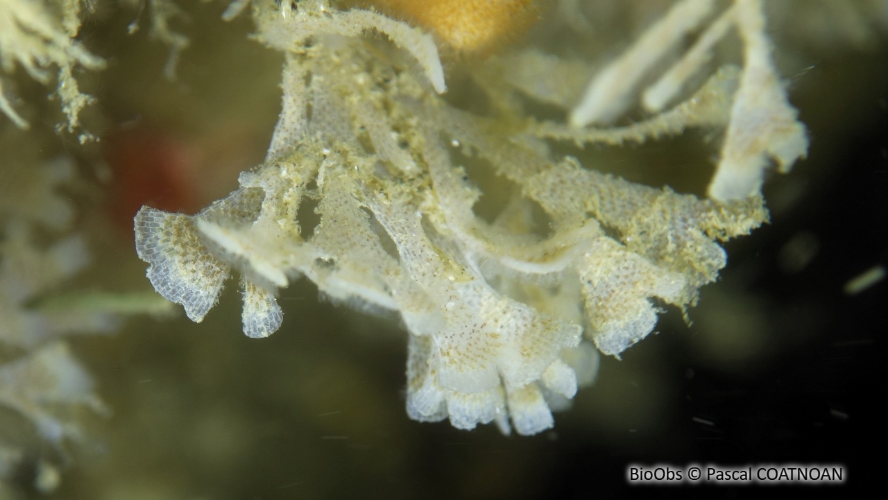 Chartelle, petite flustre - Chartella papyracea - Pascal COATNOAN - BioObs