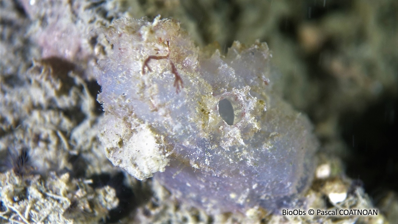 Ascidie sale - Ascidiella aspersa - Pascal COATNOAN - BioObs