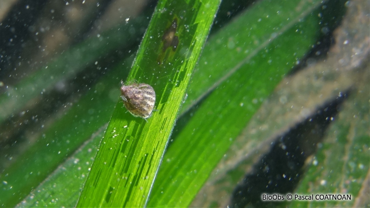 Troque jujube striée - Jujubinus striatus - Pascal COATNOAN - BioObs