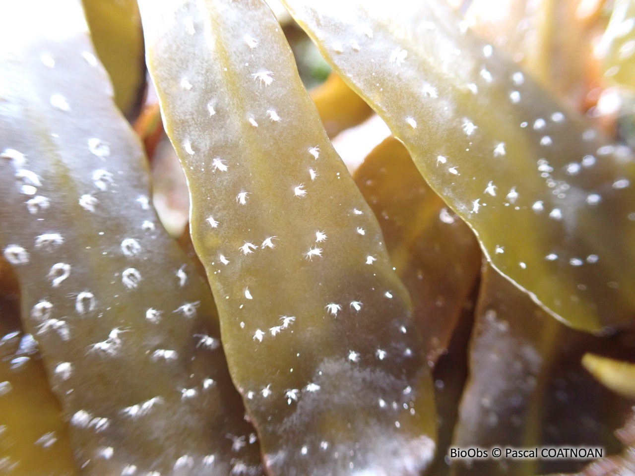 Fucus spiralé - Fucus spiralis - Pascal COATNOAN - BioObs