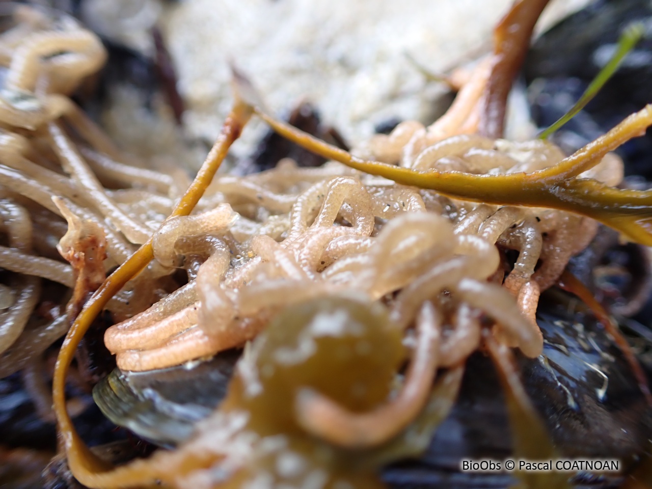 Lièvre de mer moucheté ponte - Aplysia - Pascal COATNOAN - BioObs