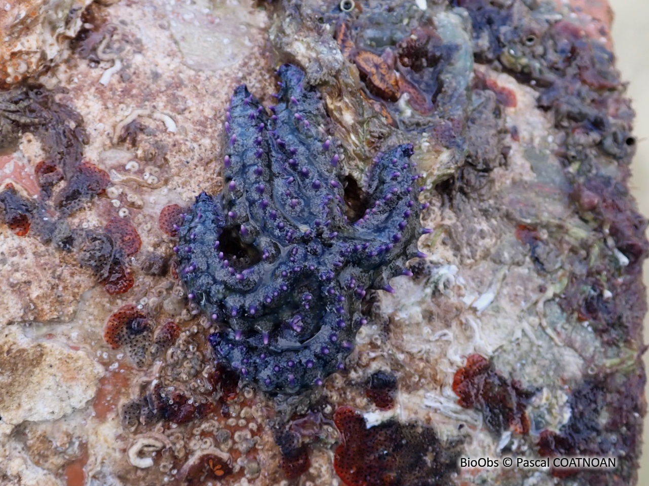 Etoile de mer glaciaire - Marthasterias glacialis - Pascal COATNOAN - BioObs