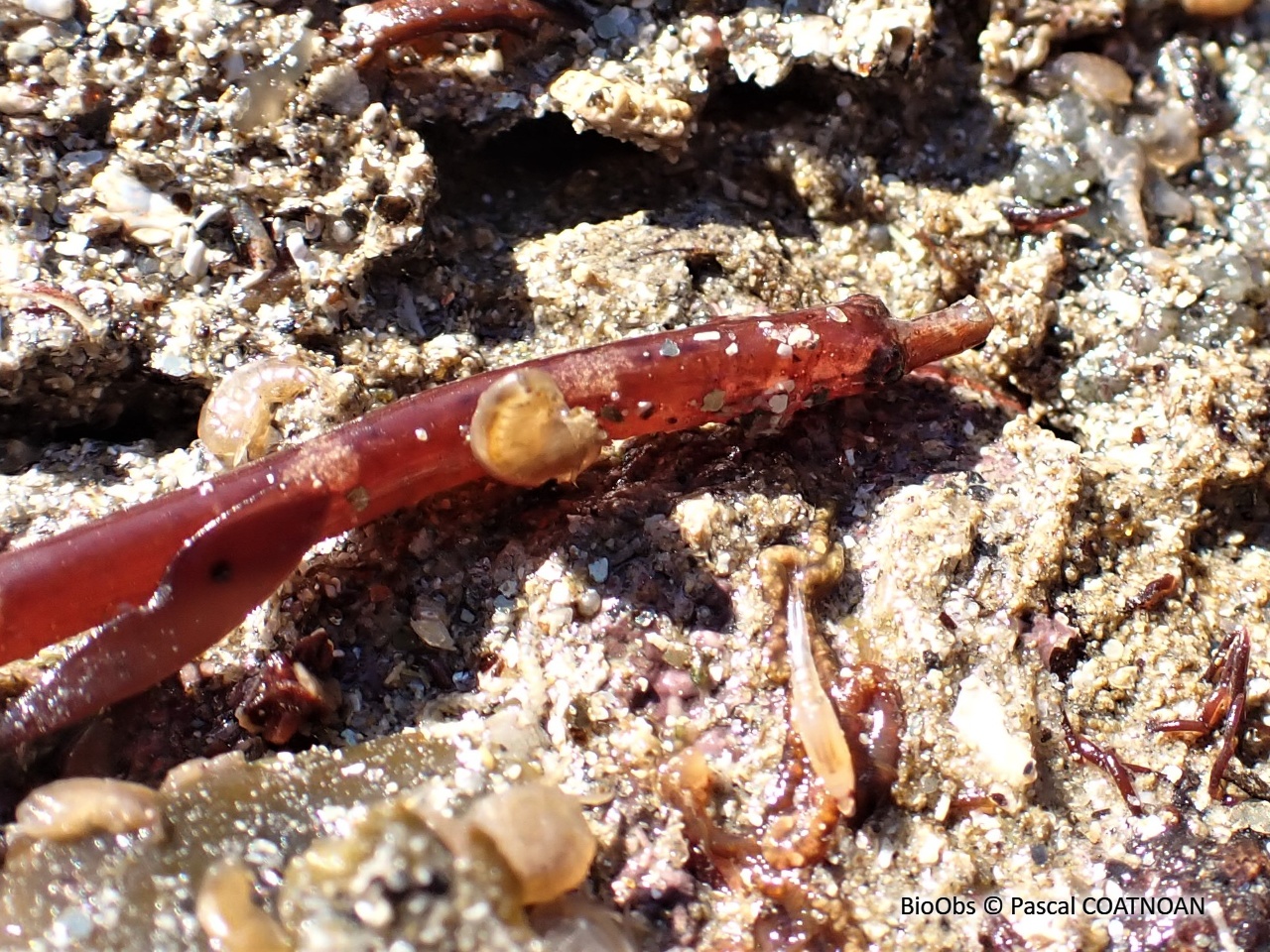 Nérophis lombric - Nerophis lumbriciformis - Pascal COATNOAN - BioObs
