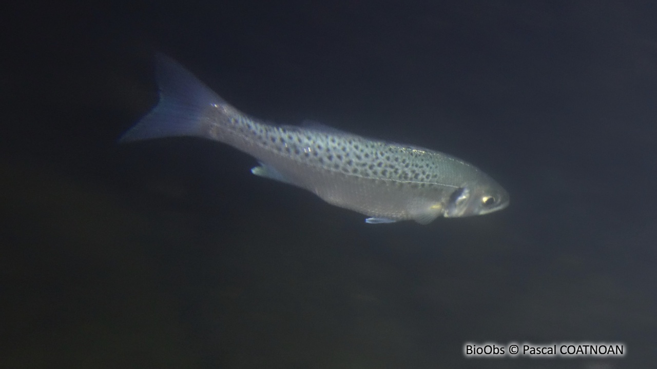 Bar Mouchet Bar Tachet Dicentrarchus Punctatus BioObs