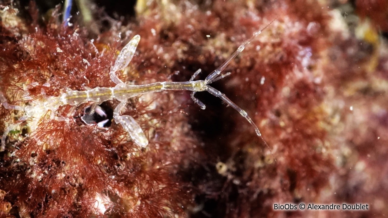 Caprelle japonaise - Caprella mutica - Alexandre Doublet - BioObs