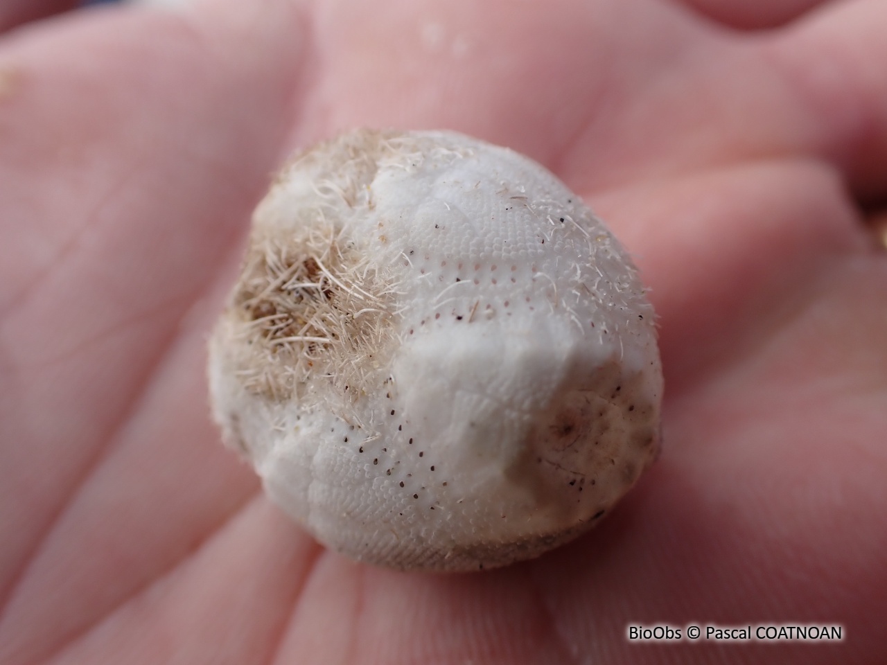 Oursin de sable gris - Brissus unicolor - Pascal COATNOAN - BioObs