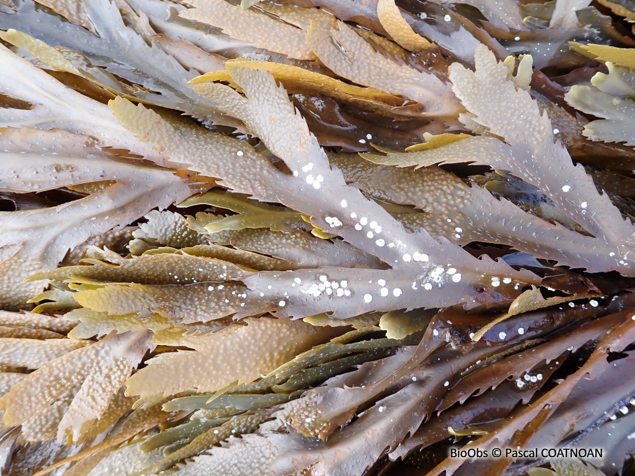 Fucus denté - Fucus serratus - Pascal COATNOAN - BioObs