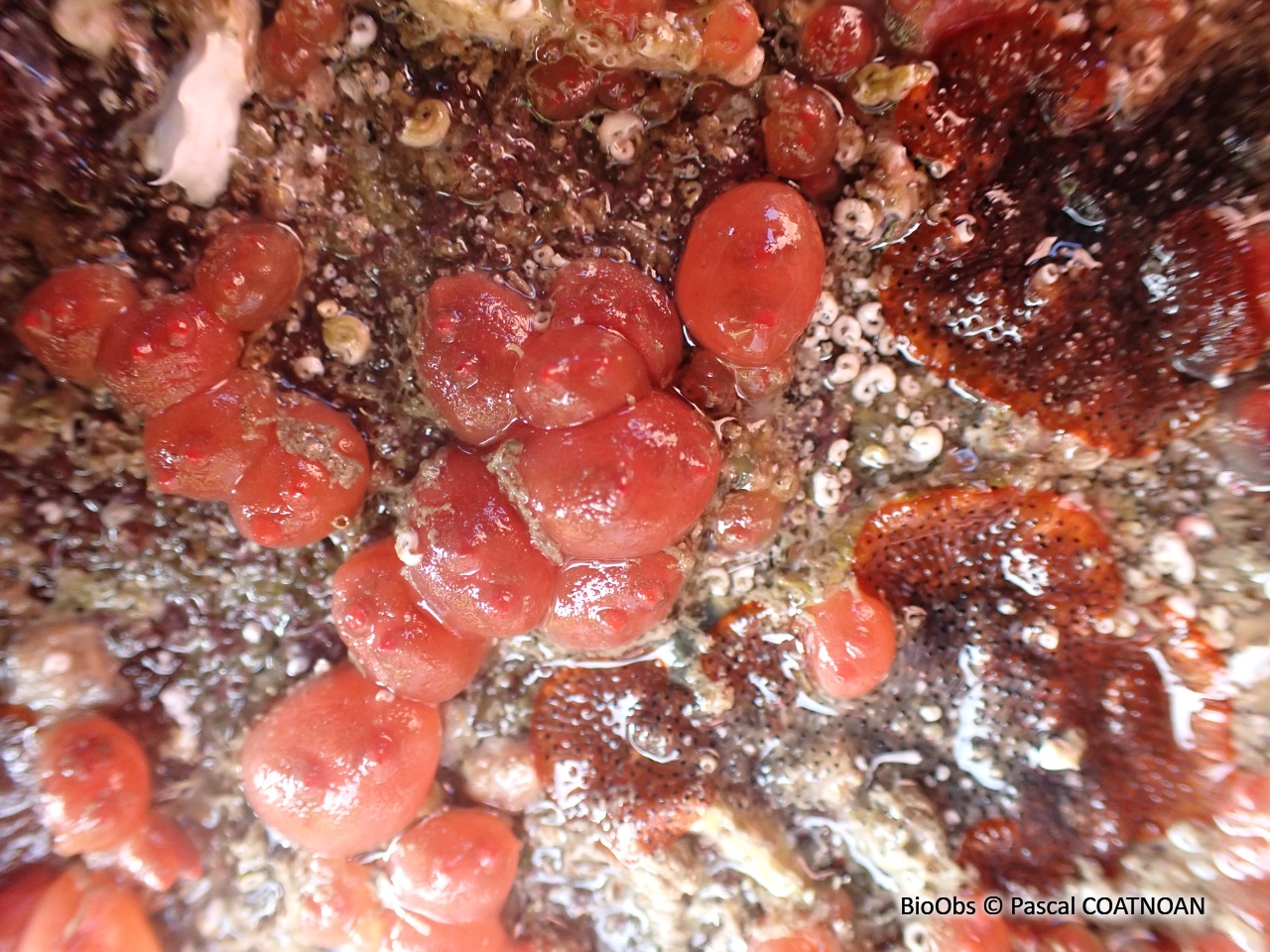 Ascidie groseille - Dendrodoa grossularia - Pascal COATNOAN - BioObs