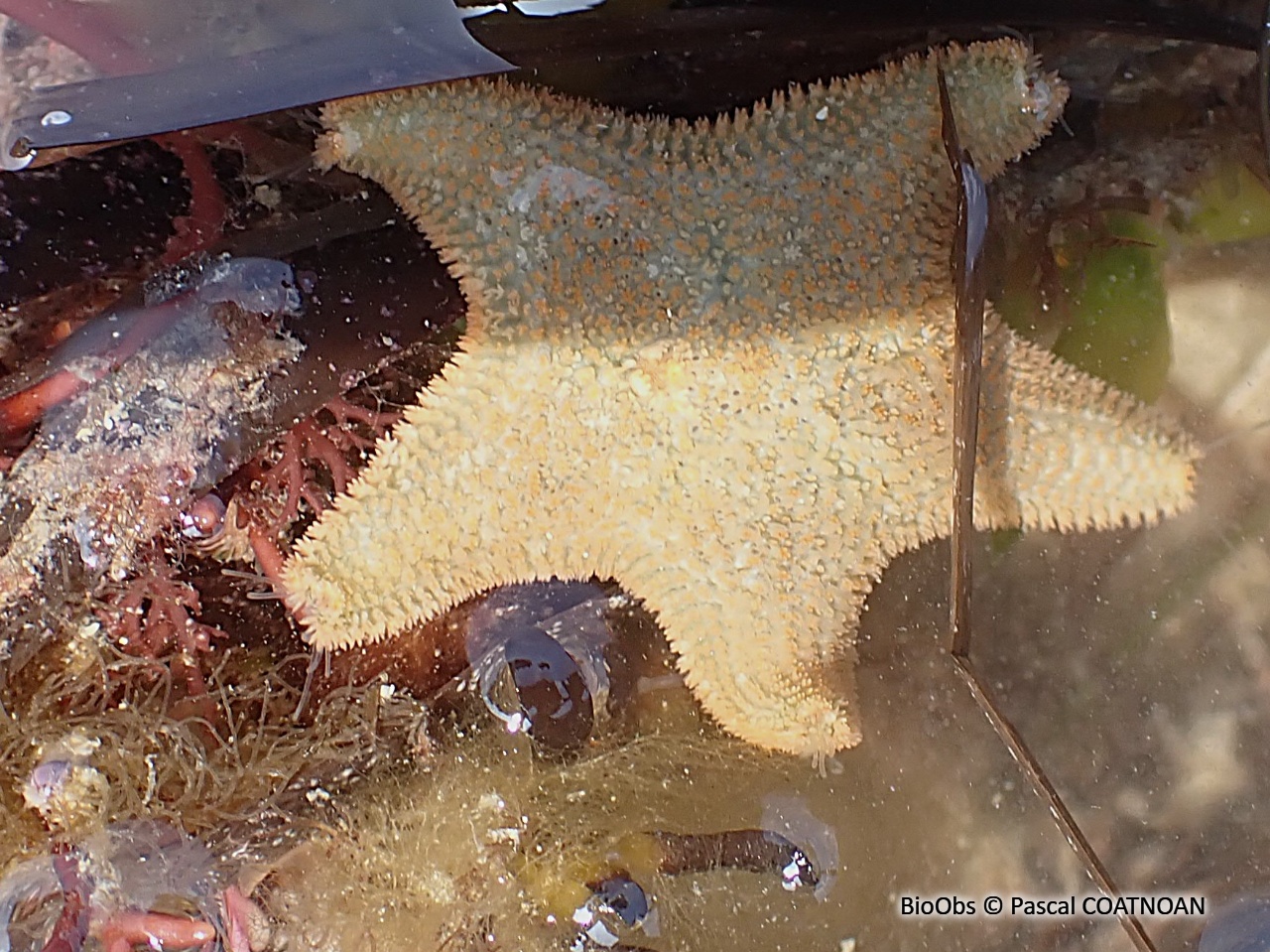 Astérie bossue - Asterina gibbosa - Pascal COATNOAN - BioObs