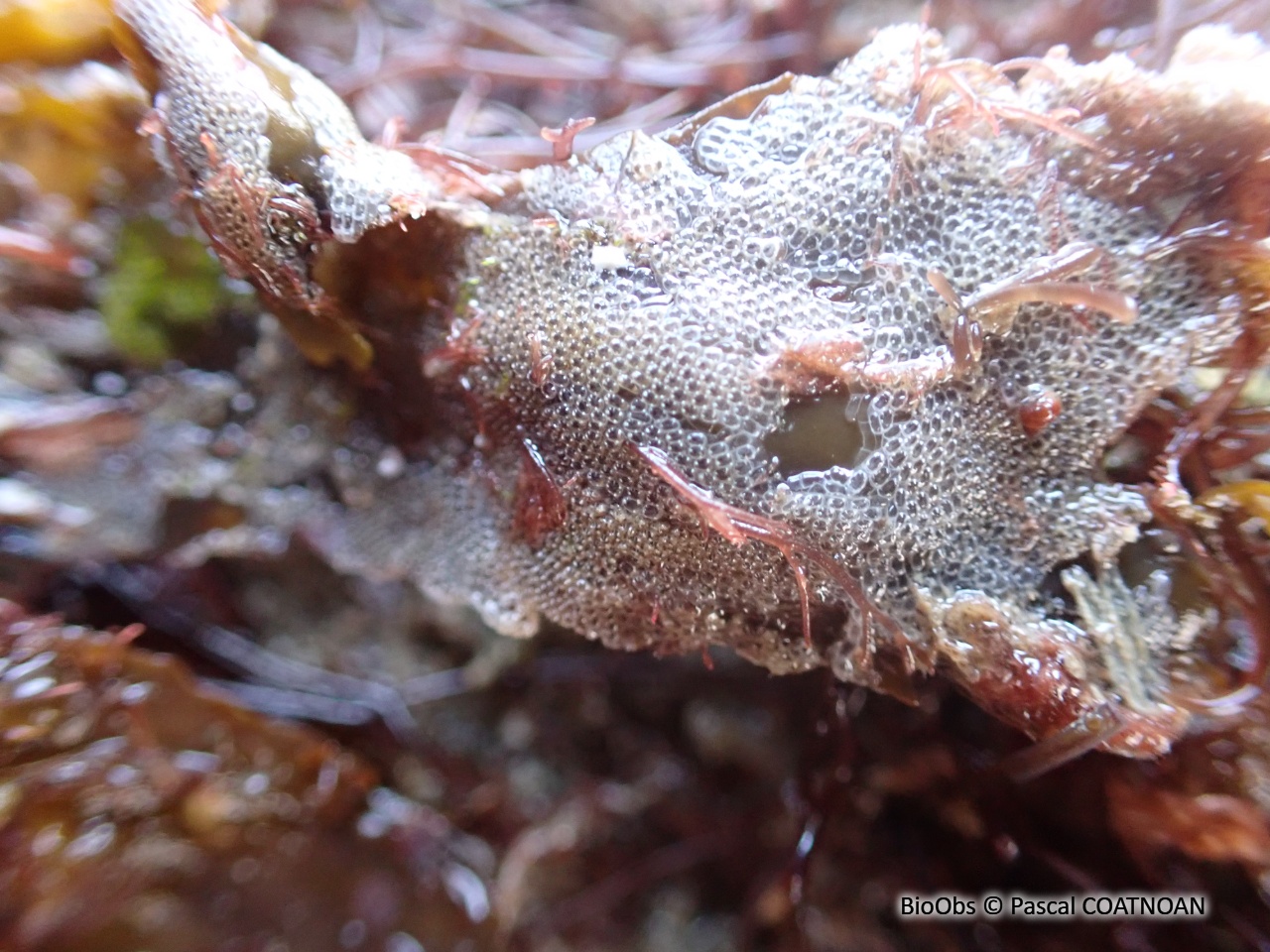 Ecorce pileuse - Electra pilosa - Pascal COATNOAN - BioObs