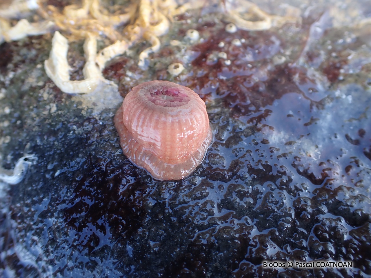Anémone gemme - Aulactinia verrucosa - Pascal COATNOAN - BioObs