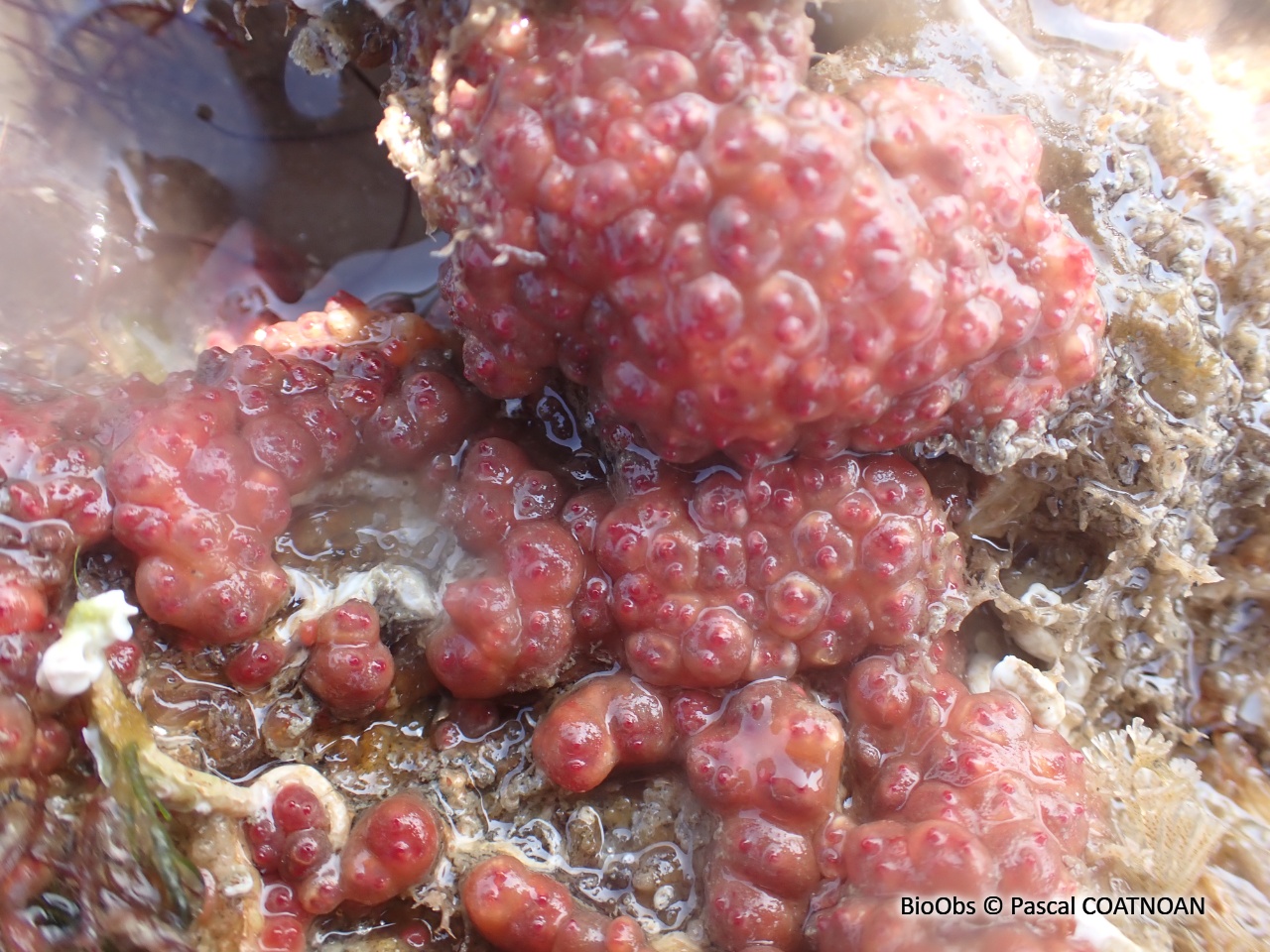 Ascidie varioleuse - Distomus variolosus - Pascal COATNOAN - BioObs