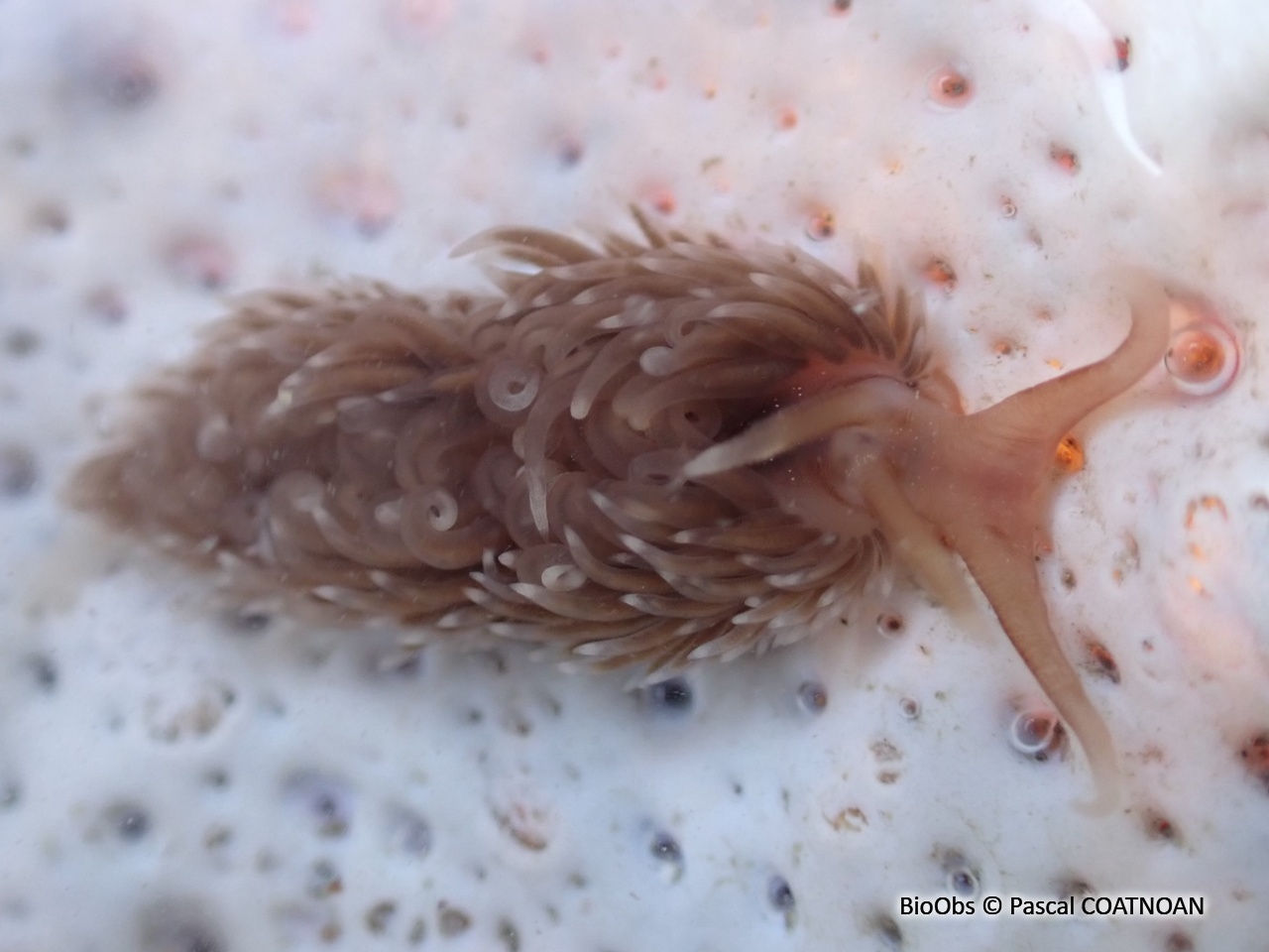 Facéline de Pruvot-Fol - Pruvotfolia pselliotes - Pascal COATNOAN - BioObs