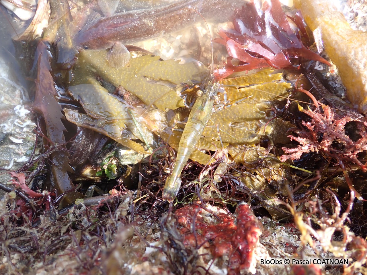 Petite crevette rose - Palaemon elegans - Pascal COATNOAN - BioObs