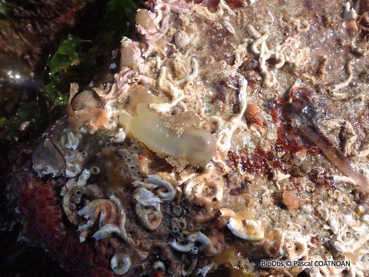 Ascidie cartilagineuse - Corella eumyota - Pascal COATNOAN - BioObs