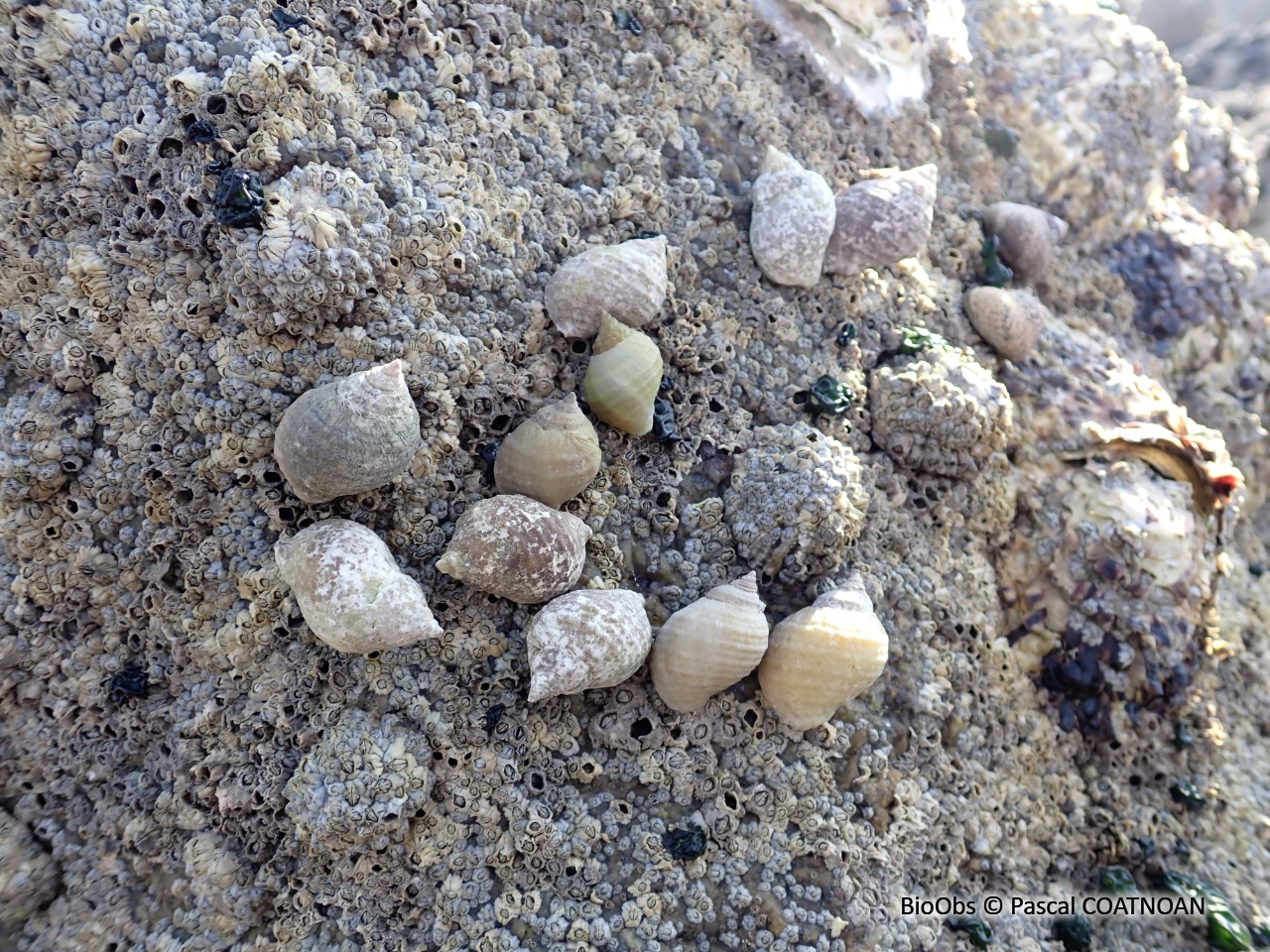 Pourpre petite pierre - Nucella lapillus - Pascal COATNOAN - BioObs