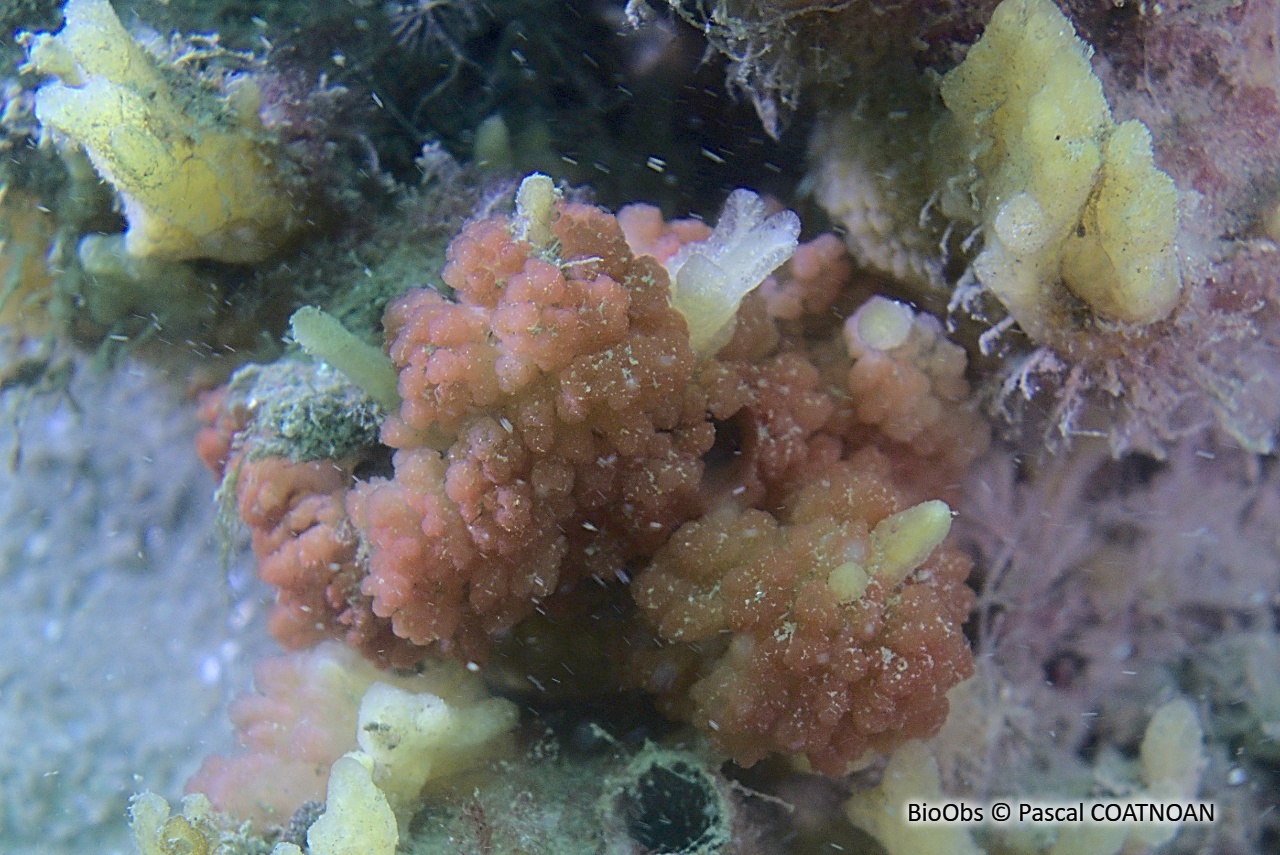 Oscarelle rouge - Aplysilla rubra - Pascal COATNOAN - BioObs