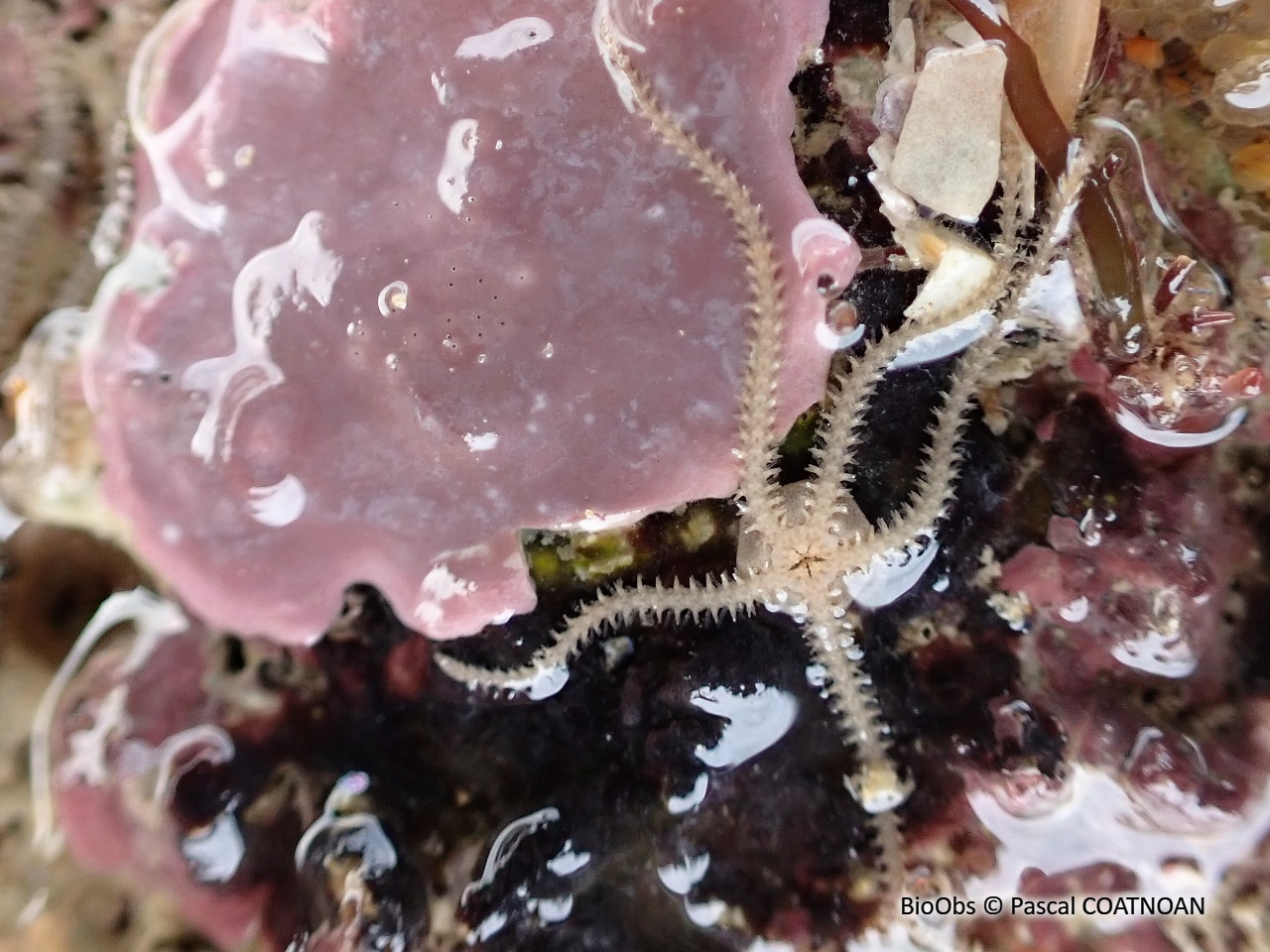 Ophiure écailleuse - Amphipholis squamata - Pascal COATNOAN - BioObs