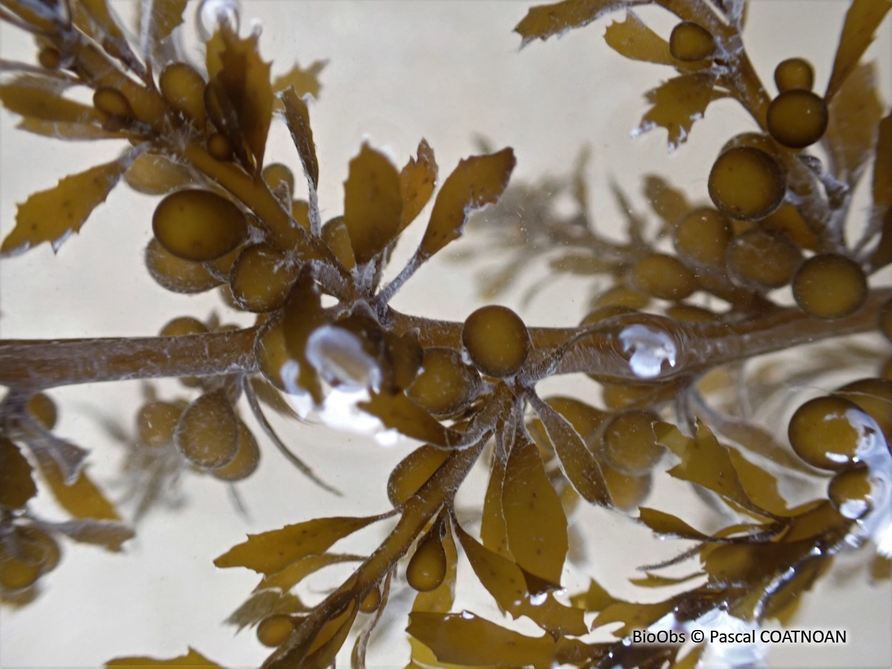 Sargasse japonaise - Sargassum muticum - Pascal COATNOAN - BioObs