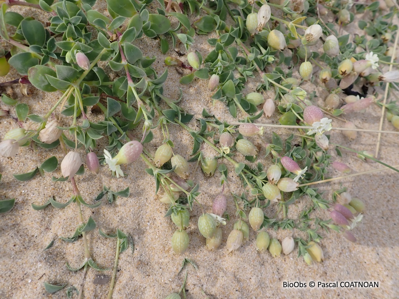 Silène maritime / Silène de Thore - Silene vulgaris subsp maritima / thorei - Pascal COATNOAN - BioObs