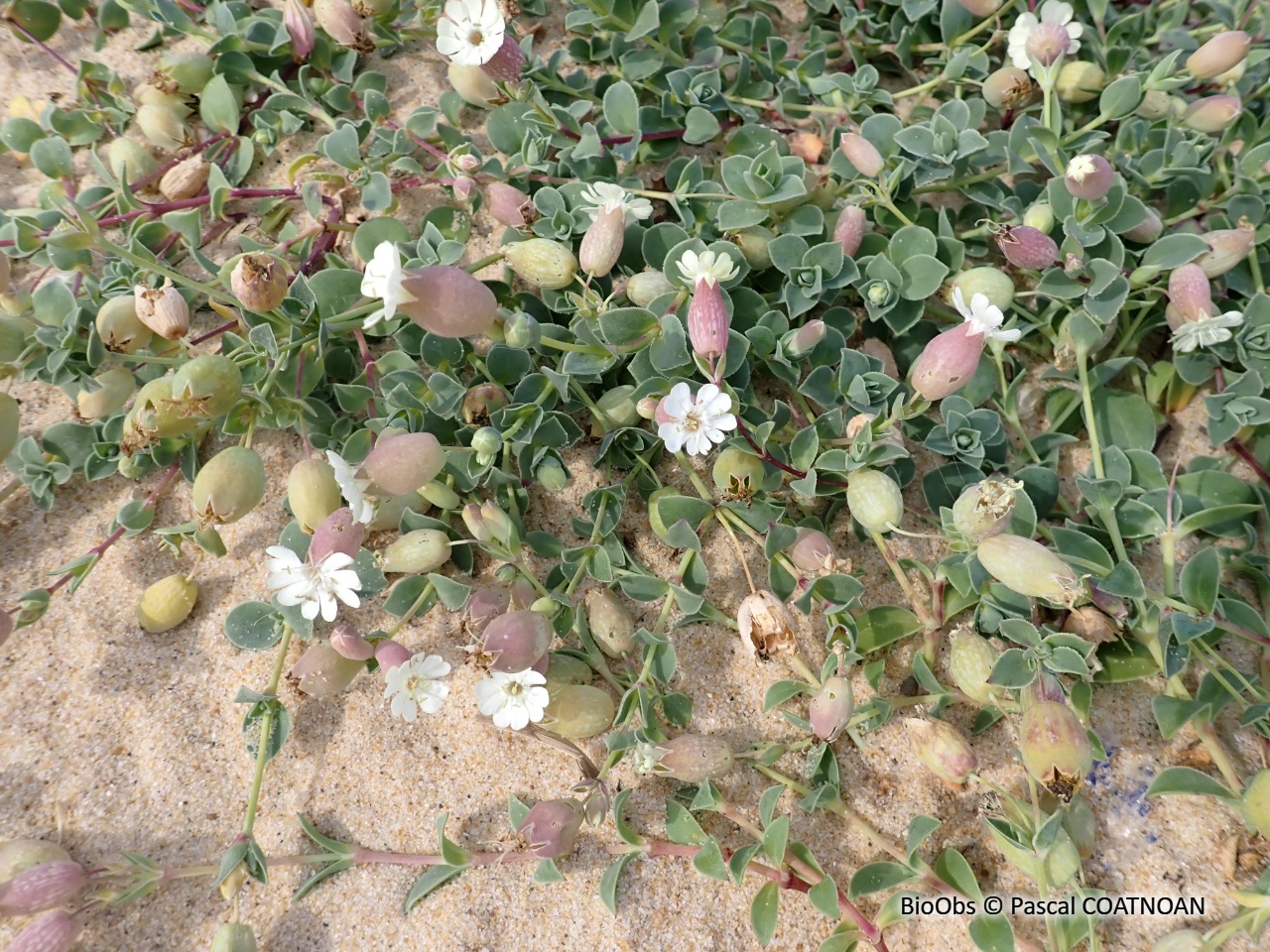 Silène maritime / Silène de Thore - Silene vulgaris subsp maritima / thorei - Pascal COATNOAN - BioObs