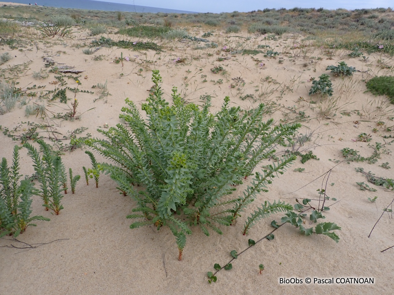Euphorbe maritime - Euphorbia paralias - Pascal COATNOAN - BioObs