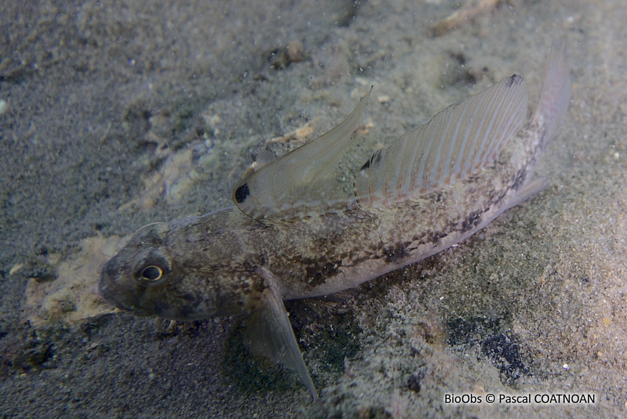 Gobie noir - Gobius niger - Pascal COATNOAN - BioObs