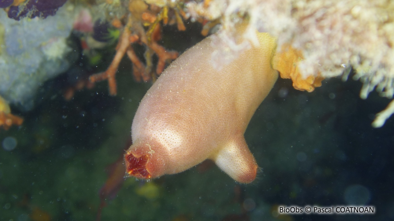 Ascidie rouge - Halocynthia papillosa - Pascal COATNOAN - BioObs